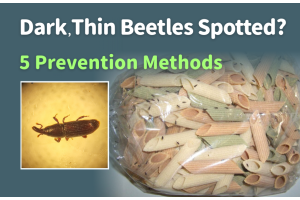 Weevils are found in food? 5 Methods to Prevent and Eliminate Grain Weevils