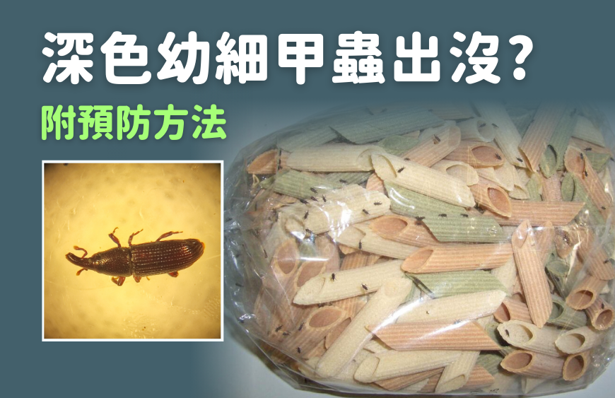 食物有穀牛? 5個預防及除穀牛方法