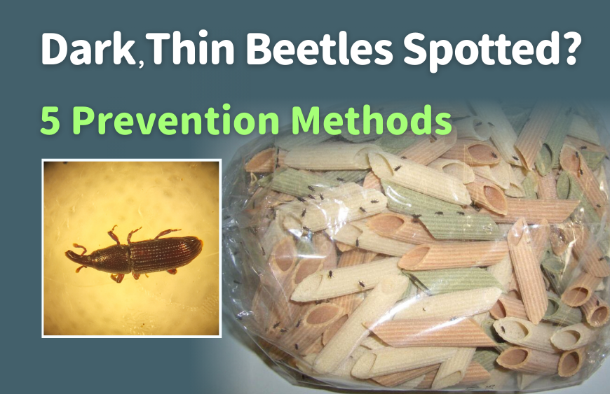 Weevils are found in food? 5 Methods to Prevent and Eliminate Grain Weevils